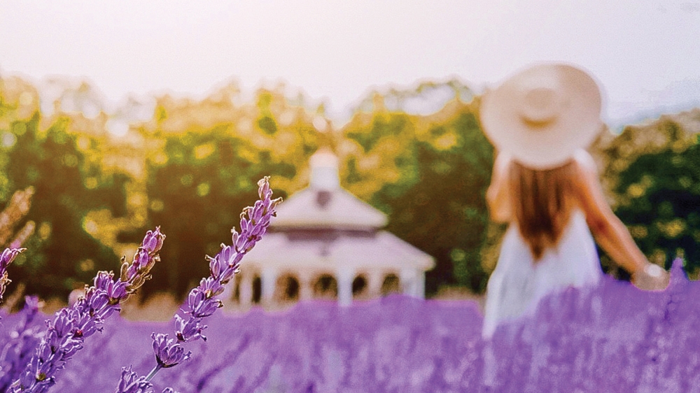 Something Wanderful Lavender Field